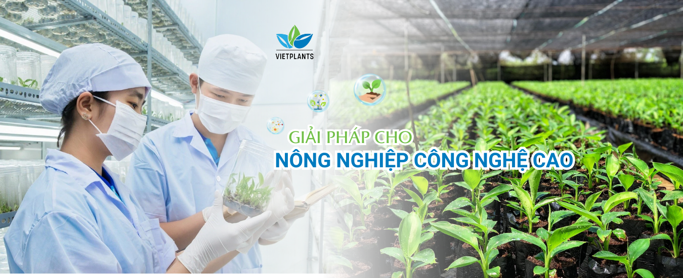 VIETPLANTS - CÂY GIỐNG VIỆT NAM