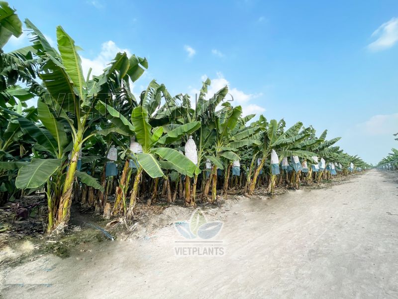 Cánh đồng chuối UNI 126 tại farm Unifarm