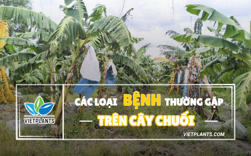 TOP 07 LOẠI BỆNH TRÊN CHUỐI THƯỜNG GẶP HIỆN NAY Cac loai benh thuong gap tren chuoi