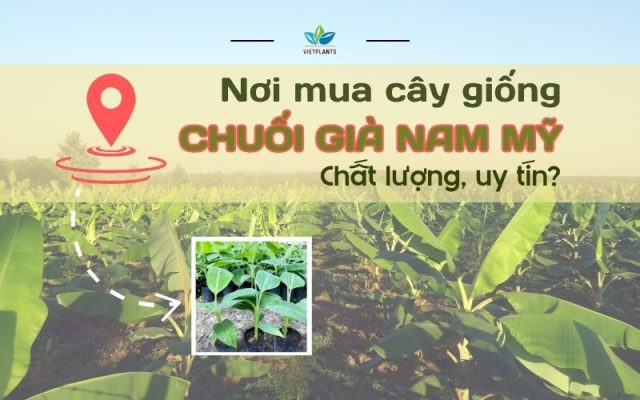 NOI MUA GIONG CHUOI GIA NAM MY CHAT LUONG UY TIN 1