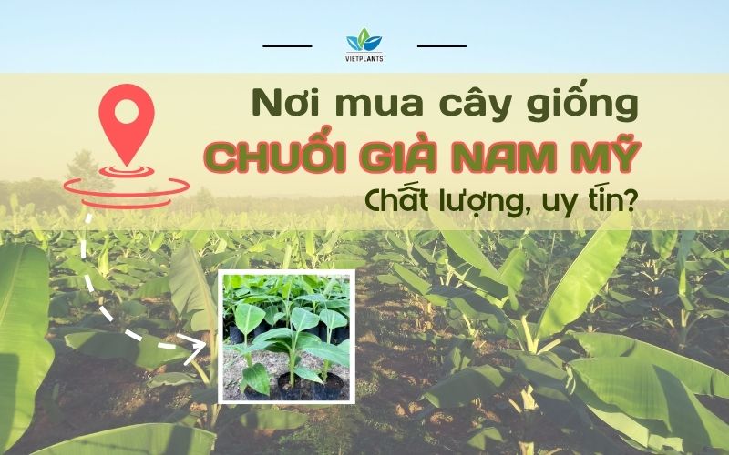 MUA GIỐNG CHUỐI GIÀ NAM MỸ CẤY MÔ Ở ĐÂU CHẤT LƯỢNG, UY TÍN? NOI MUA GIONG CHUOI GIA NAM MY CHAT LUONG UY TIN 1