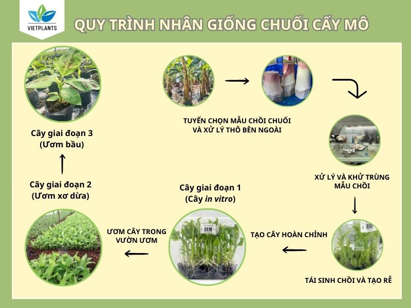 Quá trình nhân giống và tạo các giai đoạn cây thành phẩm tại Vietplants