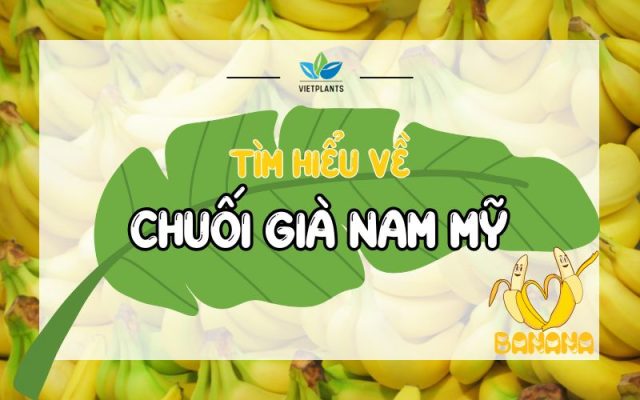 Tim hieu ve chuoi gia Nam My