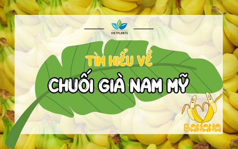 TÌM HIỂU CHUỐI GIÀ NAM MỸ: TIỀM NĂNG VÀ GIÁ TRỊ KINH TẾ Tim hieu ve chuoi gia Nam My