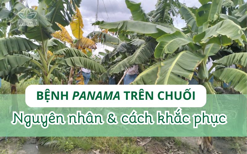 BỆNH PANAMA TRÊN CHUỐI: NGUYÊN NHÂN VÀ KHẮC PHỤC Benh Panama tren chuoi