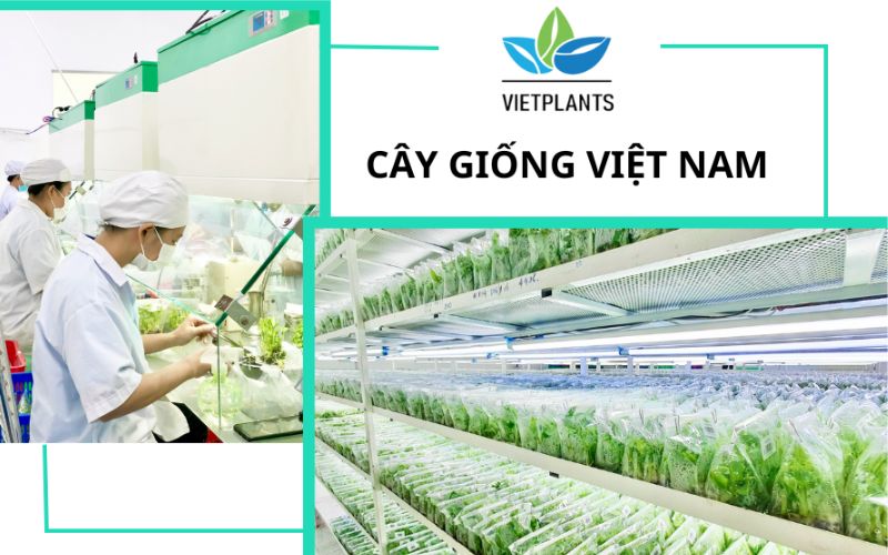 VIETPLANTS - HƯỚNG ĐI NGÀNH NÔNG NGHIỆP CÔNG NGHỆ CAO Thiet ke chua co ten 2