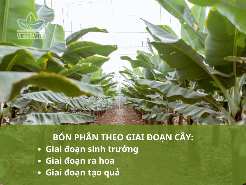 Ky thuat bon phan theo giai doan cay