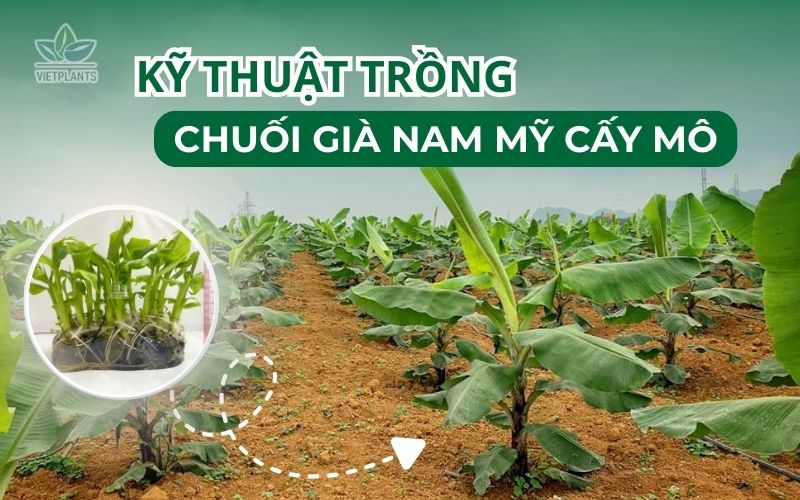 KỸ THUẬT TRỒNG CHUỐI GIÀ NAM MỸ CẤY MÔ ky thuat trong chuoi gia Nam My cay mo