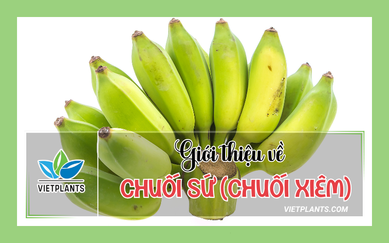 CHUỐI SỨ (CHUỐI XIÊM) LÀ GÌ? NGUỒN GỐC VÀ ĐẶC ĐIỂM GIỐNG Gioi thieu ve chuoi Su