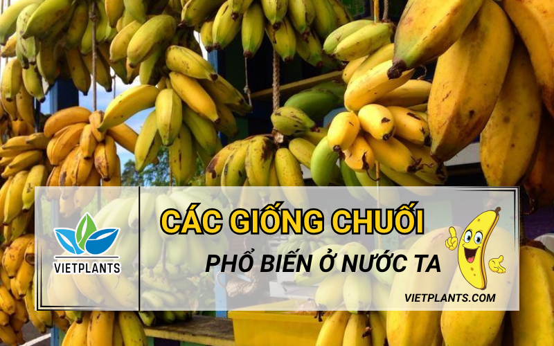 TOP CÁC GIỐNG CHUỐI PHỔ BIẾN Ở VIỆT NAM Cac giong chuoi pho bien