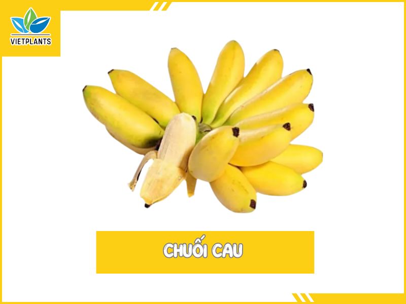 TOP CÁC GIỐNG CHUỐI PHỔ BIẾN Ở VIỆT NAM Chuoi Cau