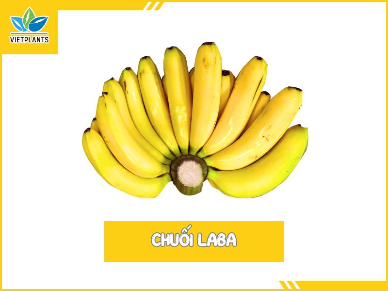 TOP CÁC GIỐNG CHUỐI PHỔ BIẾN Ở VIỆT NAM Chuoi Laba