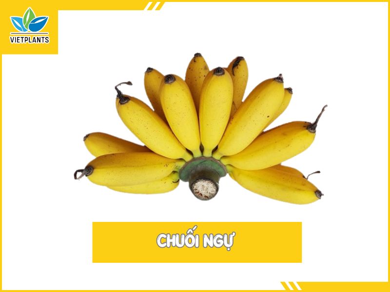 TOP CÁC GIỐNG CHUỐI PHỔ BIẾN Ở VIỆT NAM Chuoi Ngu