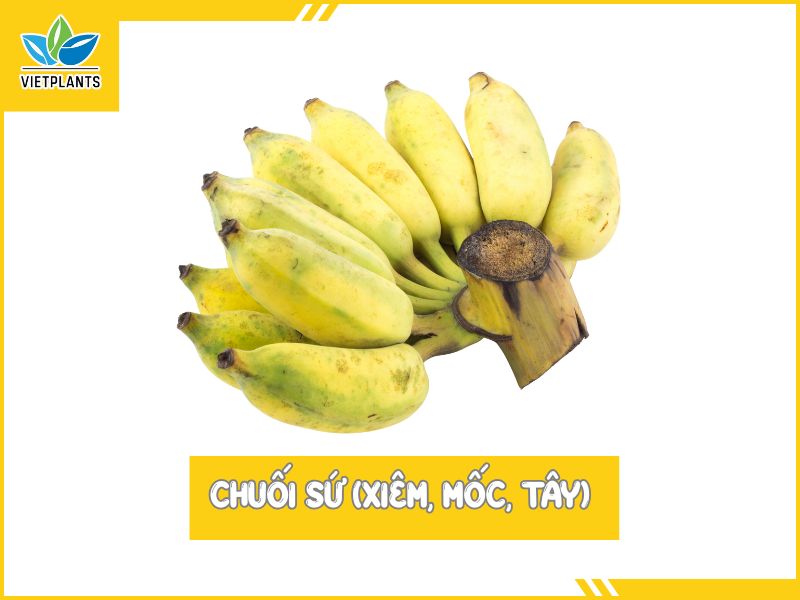 TOP CÁC GIỐNG CHUỐI PHỔ BIẾN Ở VIỆT NAM Chuoi Su