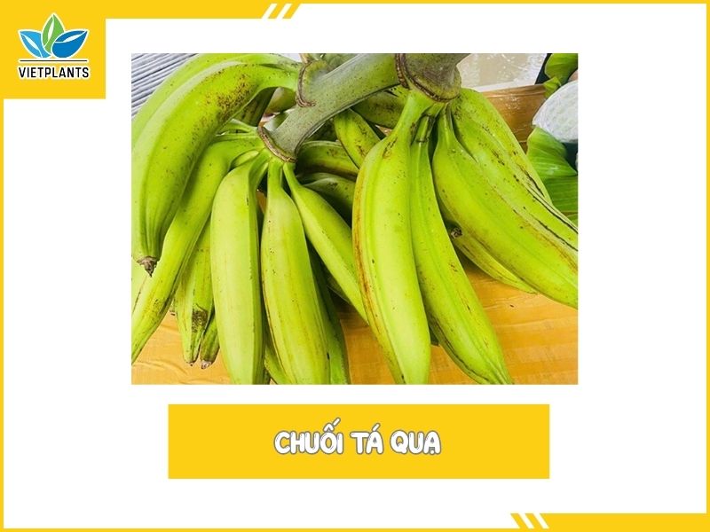 TOP CÁC GIỐNG CHUỐI PHỔ BIẾN Ở VIỆT NAM Chuoi Ta qua