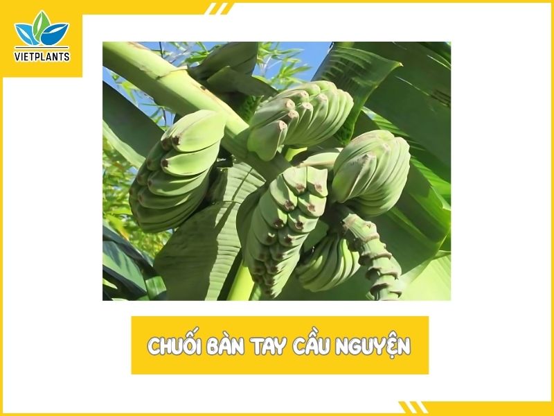 TOP CÁC GIỐNG CHUỐI PHỔ BIẾN Ở VIỆT NAM Chuoi ban tay cau nguyen