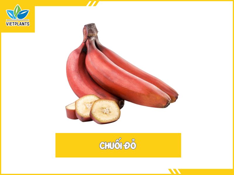 TOP CÁC GIỐNG CHUỐI PHỔ BIẾN Ở VIỆT NAM Chuoi do