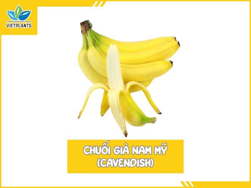 TOP CÁC GIỐNG CHUỐI PHỔ BIẾN Ở VIỆT NAM Chuoi gia Nam My