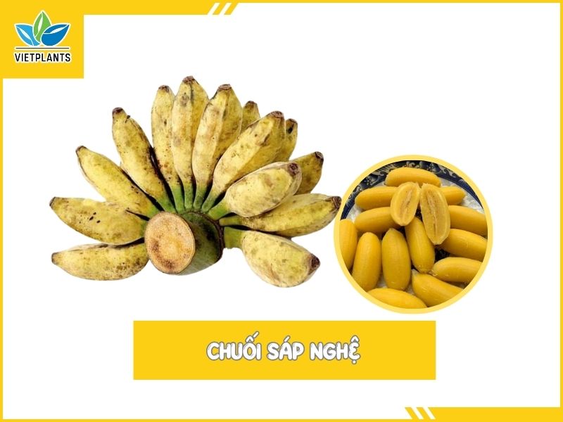 TOP CÁC GIỐNG CHUỐI PHỔ BIẾN Ở VIỆT NAM Chuoi sap nghe
