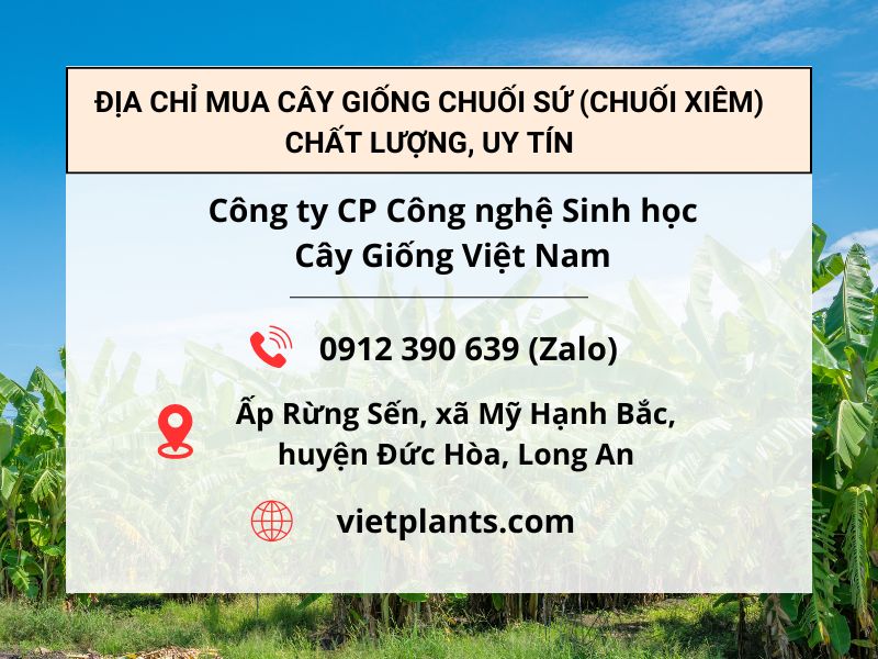 ĐỊA CHỈ MUA CÂY GIỐNG CHUỐI SỨ (CHUỐI XIÊM) CHẤT LƯỢNG DIA CHI MUA CAY GIONG CHUOI SU CHUOI XIEM UY TIN