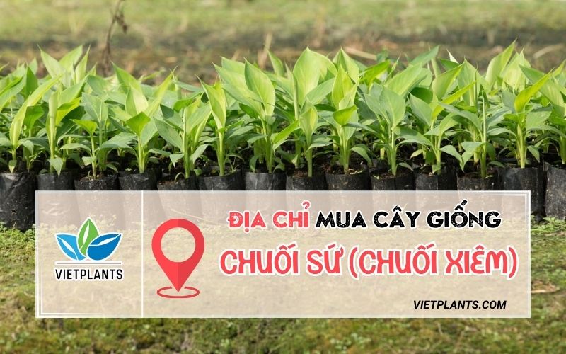 ĐỊA CHỈ MUA CÂY GIỐNG CHUỐI SỨ (CHUỐI XIÊM) CHẤT LƯỢNG Dia chi mua cay giong chuoi su