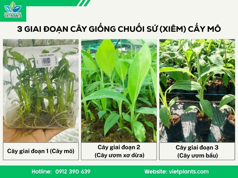 ĐỊA CHỈ MUA CÂY GIỐNG CHUỐI SỨ (CHUỐI XIÊM) CHẤT LƯỢNG Giai doan cay giong chuoi su 1