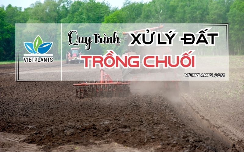 QUY TRÌNH XỬ LÝ ĐẤT TRỒNG CHUỐI - PHÒNG BỆNH HẠI Quy trinh xu ly dat trong chuoi 1