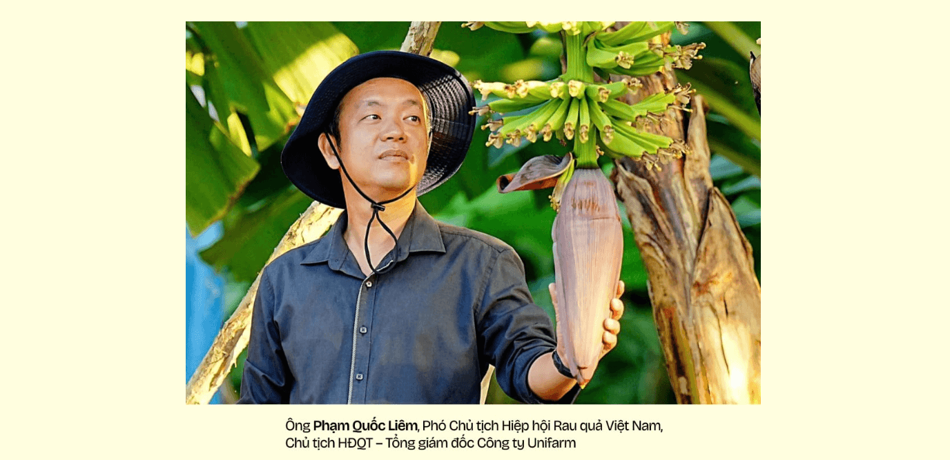 BỨC TRANH "THAM VỌNG" CỦA NGÀNH CHUỐI VIỆT NAM - “HIỂM HỌA” BỆNH 𝑃𝐴𝑁𝐴𝑀𝐴 TRÊN CHUỐI chu tich Unifarm Pham Quoc Liem