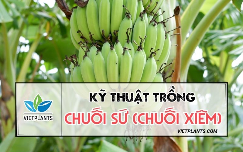 KỸ THUẬT TRỒNG CHUỐI SỨ (CHUỐI XIÊM) CHO NGƯỜI MỚI TRỒNG CAC LOAI BENH THUONG GAP