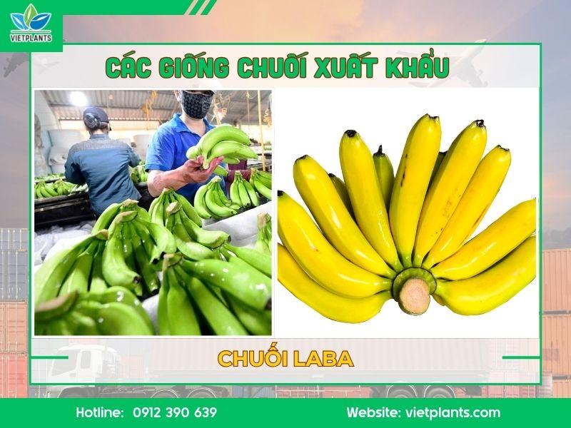 Chuối Laba xuất khẩu