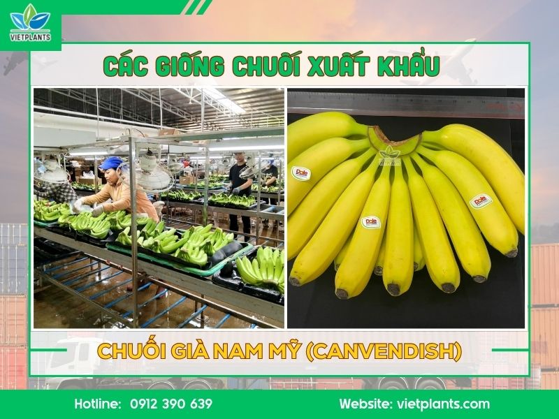 Chuối già Nam Mỹ xuất khẩu