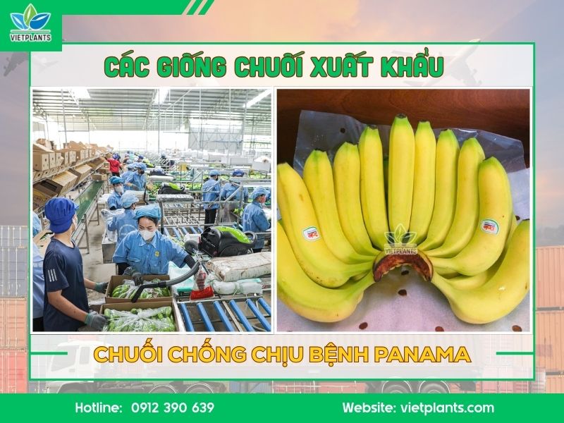 Chuối Già Nam Mỹ xuất khẩu