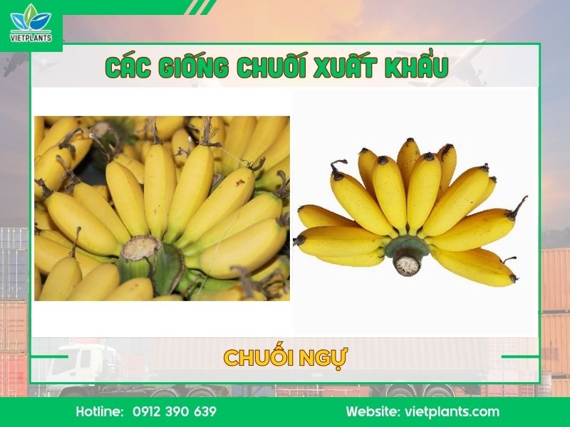 Chuối ngự xuất khẩu