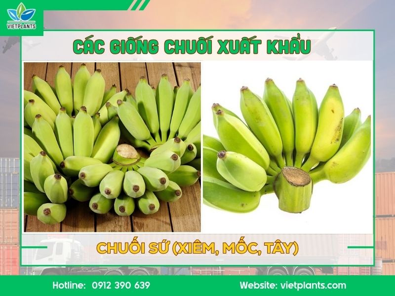 Chuối sứ xuất khẩu