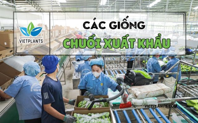 Cac giong chuoi xuat khau 1