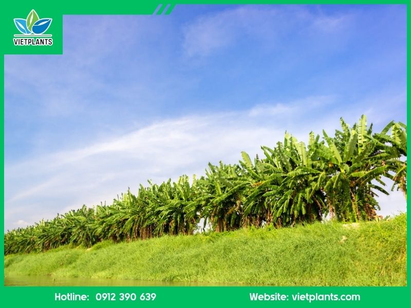 CHUỐI SỨ TRỒNG Ở ĐÂU ĐỂ MANG LẠI HIỆU QUẢ CAO? Chuoi su trong o mien Nam 1