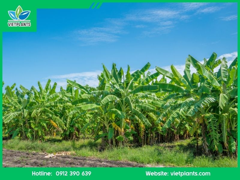 CHUỐI SỨ TRỒNG Ở ĐÂU ĐỂ MANG LẠI HIỆU QUẢ CAO? Chuoi su trong o mien Trung 1
