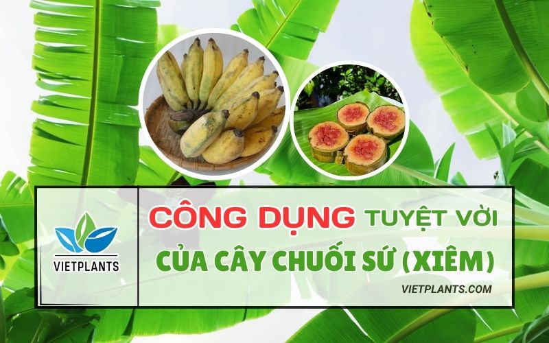 KHÁM PHÁ LỢI ÍCH CỦA CHUỐI SỨ (XIÊM) MANG LẠI | 2025 KY THUAT TRONG 1 1