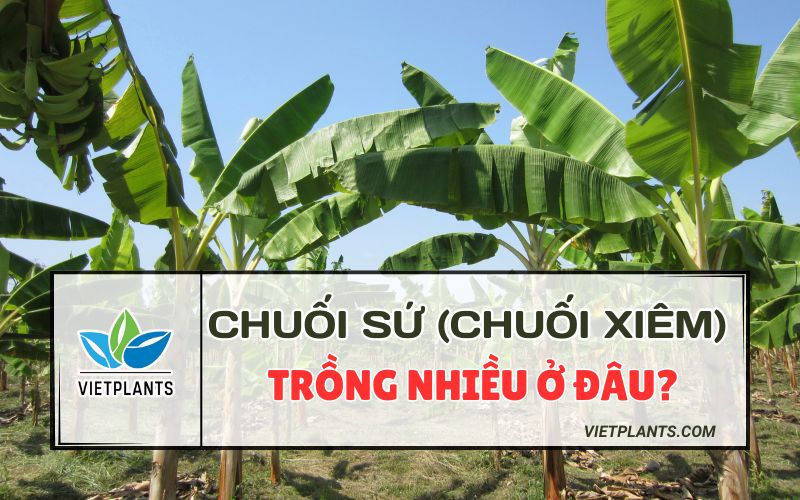 CHUỐI SỨ TRỒNG Ở ĐÂU ĐỂ MANG LẠI HIỆU QUẢ CAO? KY THUAT TRONG 1