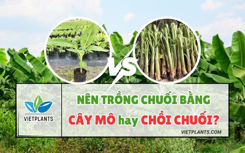 NÊN TRỒNG CÂY CHUỐI MÔ HAY CHỒI CHUỐI? LOẠI NÀO TỐT HƠN? (2025) Nen trong chuoi cay mo hay choi chuoi