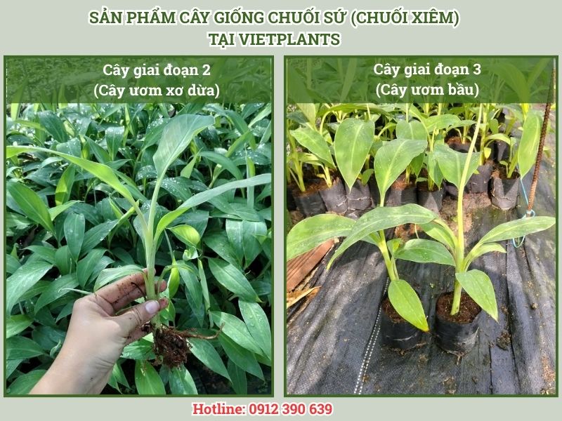 CHUỐI SỨ TRỒNG Ở ĐÂU ĐỂ MANG LẠI HIỆU QUẢ CAO? Cây giống chuối sứ