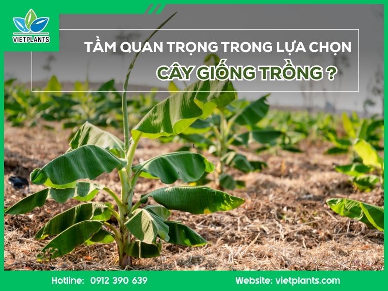 NÊN TRỒNG CÂY CHUỐI MÔ HAY CHỒI CHUỐI? LOẠI NÀO TỐT HƠN? (2025) Tầm quan trọng trong chọn lựa cây giống trồng?