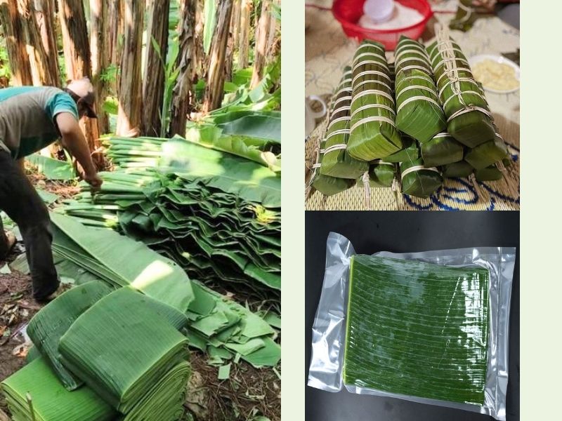 KHÁM PHÁ LỢI ÍCH CỦA CHUỐI SỨ (XIÊM) MANG LẠI | 2025 Công dụng của chuối sứ