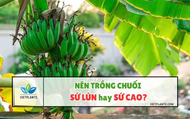 Nen trong chuoi su lun hay su cao