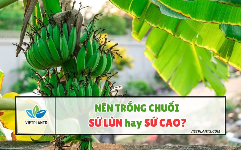 NÊN TRỒNG CHUỐI SỨ LÙN HAY SỨ CAO? TẠI SAO? Nen trong chuoi su lun hay su cao