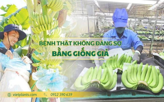Benh that khong dang so bang giong gia