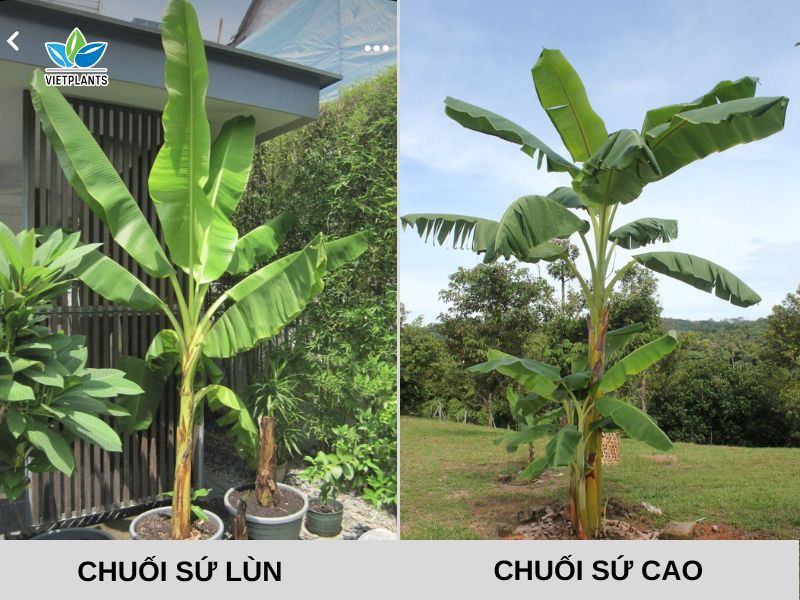NÊN TRỒNG CHUỐI SỨ LÙN HAY SỨ CAO? TẠI SAO? Phân biệt chuối sứ lùn và sứ cao