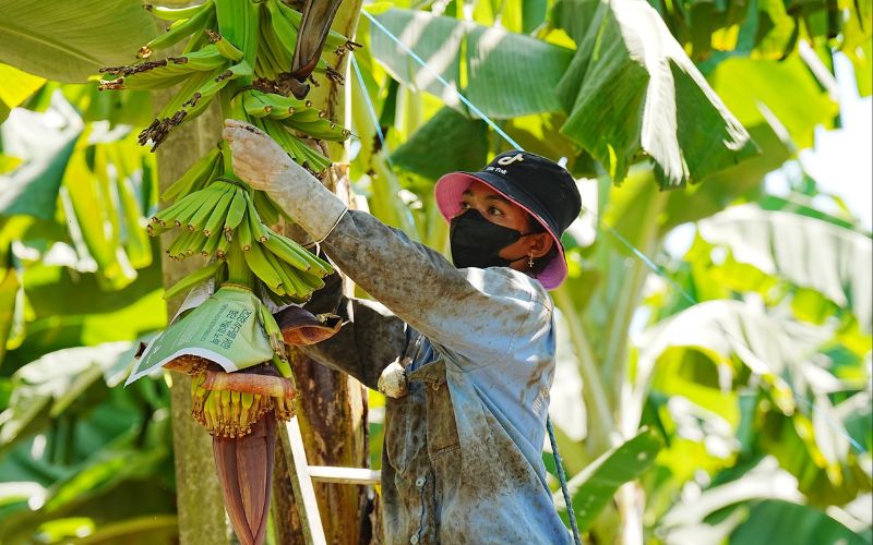 Tìm Giải Pháp Cho Bệnh Héo Rũ Panama Để Cứu Ngành Hàng Tỉ Đô Giải pháp cho bệnh héo rũ Panama