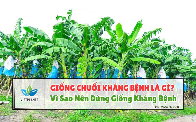 Giống Chuối Kháng Bệnh Là Gì? Tại Sao Nên Sử Dụng Giống Kháng Bệnh giong chuoi khang benh la gi
