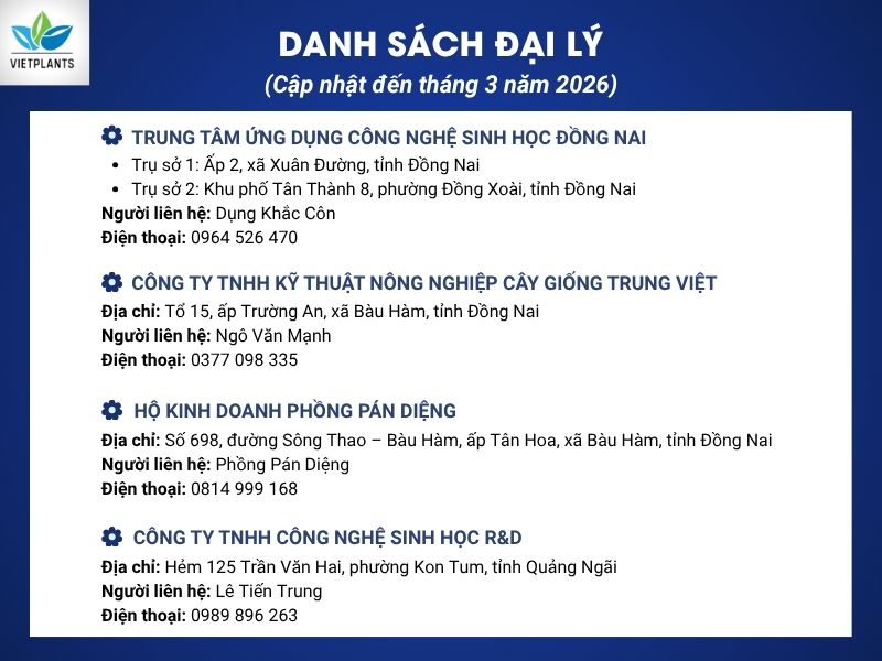 Danh sách đại lý cung cấp giống chuối UNI 126